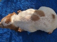 CHIOT