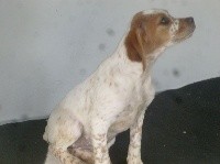 CHIOT